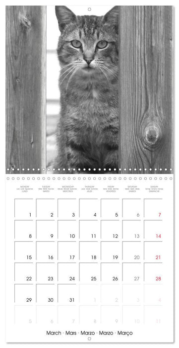 Black and white cat whispers (CALVENDO Monthly Calendar 2027)