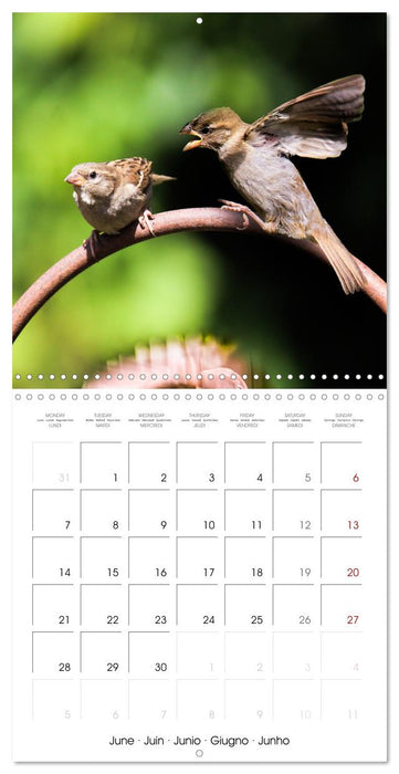 The Wild Sparrow Gang (CALVENDO Monthly Calendar 2027)