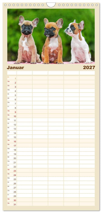 Kleine Helden - Französische Bulldoggen (CALVENDO Familienplaner 2027)