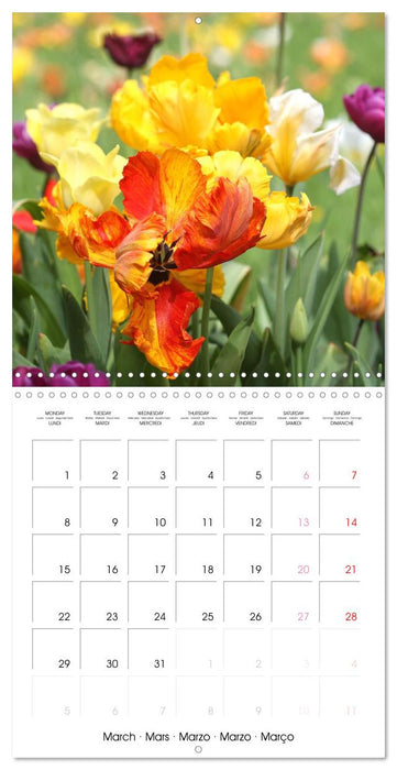 Printemps toute l'année (CALVENDO Calendrier mensuel 2027)