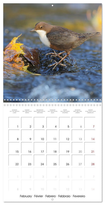 La magie des oiseaux (CALVENDO Calendrier mensuel 2027)