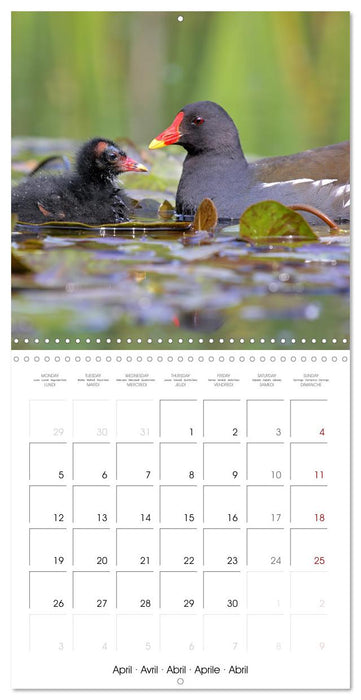 La magie des oiseaux (CALVENDO Calendrier mensuel 2027)