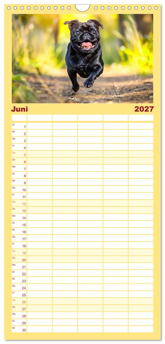 Mops-Mania - Der Spaßkalender für Mops-Fans (CALVENDO Familienplaner 2027)