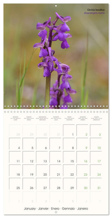 Les orchidées sauvages (CALVENDO Calendrier mensuel 2027)