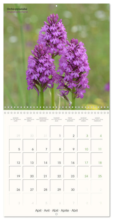 Les orchidées sauvages (CALVENDO Calendrier mensuel 2027)