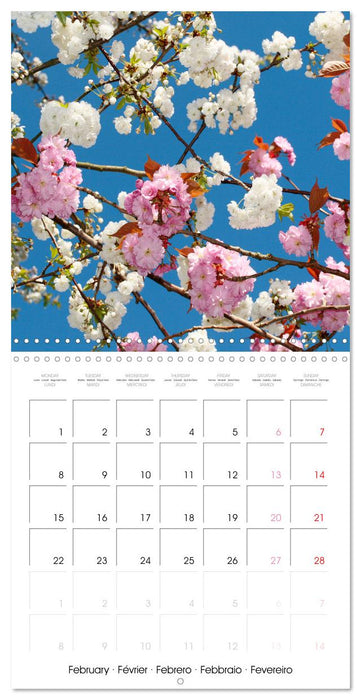 Temps des cerisiers en fleurs (CALVENDO Calendrier mensuel 2027)