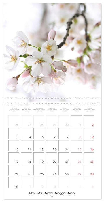 Temps des cerisiers en fleurs (CALVENDO Calendrier mensuel 2027)