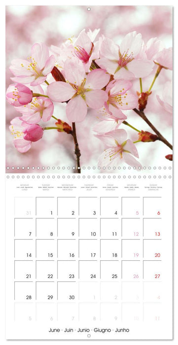 Temps des cerisiers en fleurs (CALVENDO Calendrier mensuel 2027)