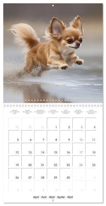 Cute Chihuahua (CALVENDO Monthly Calendar 2027)