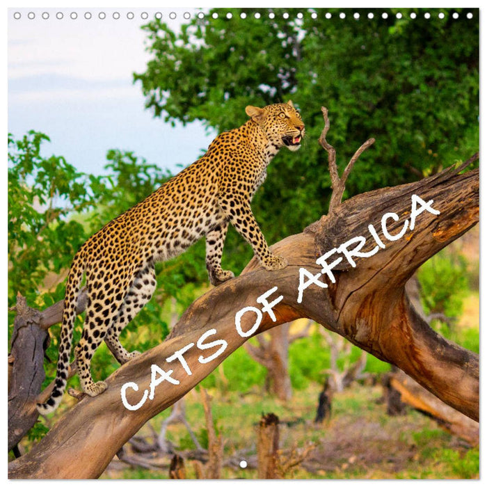 CATS OF AFRICA (CALVENDO Monthly Calendar 2027)