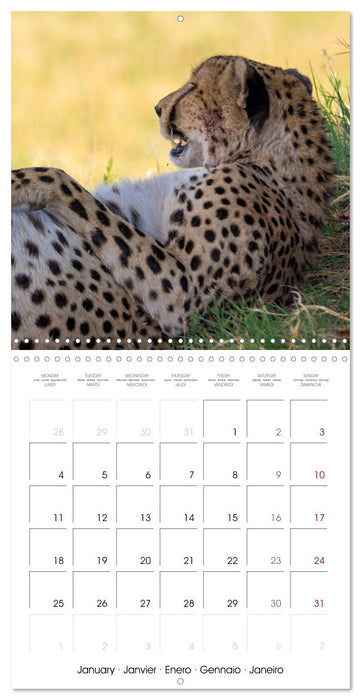 CATS OF AFRICA (CALVENDO Monthly Calendar 2027)