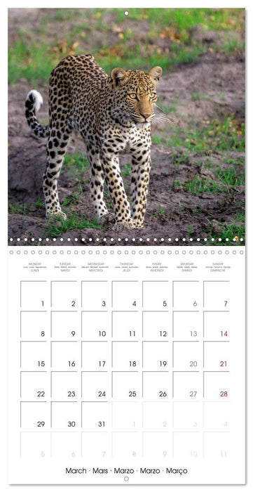 CATS OF AFRICA (CALVENDO Monthly Calendar 2027)