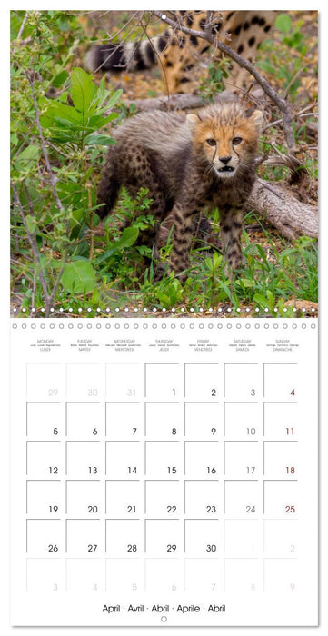 CATS OF AFRICA (CALVENDO Monthly Calendar 2027)