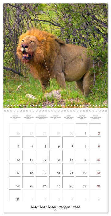 CATS OF AFRICA (CALVENDO Monthly Calendar 2027)