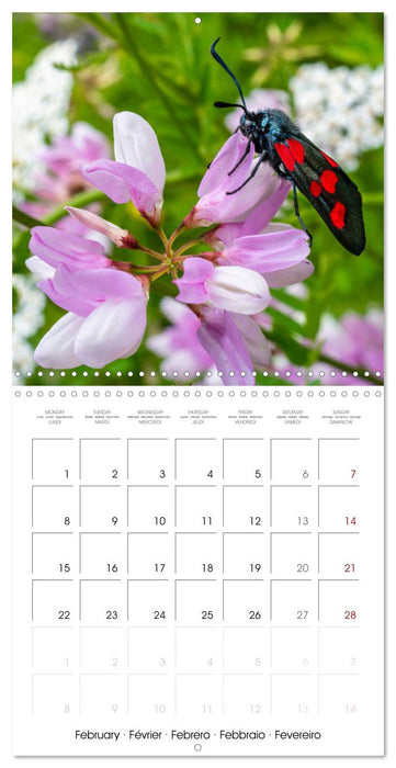 Natural beauty. Close-up insects (CALVENDO Monthly Calendar 2027)