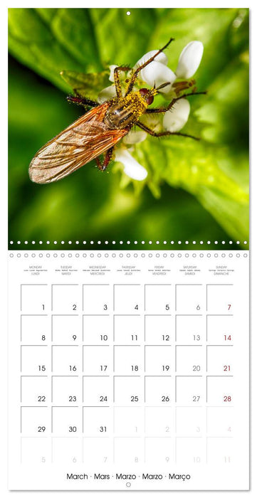 Natural beauty. Close-up insects (CALVENDO Monthly Calendar 2027)