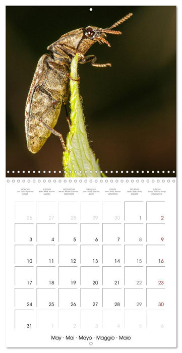 Natural beauty. Close-up insects (CALVENDO Monthly Calendar 2027)