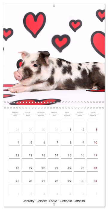 Sweet little piglets (CALVENDO Monthly Calendar 2027)
