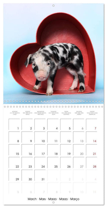 Sweet little piglets (CALVENDO Monthly Calendar 2027)