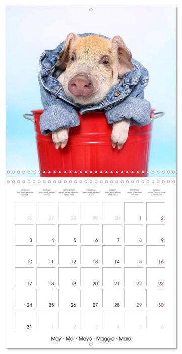 Sweet little piglets (CALVENDO Monthly Calendar 2027)
