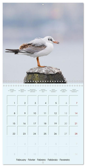 Les oiseaux du lac Léman (CALVENDO Calendrier mensuel 2027)