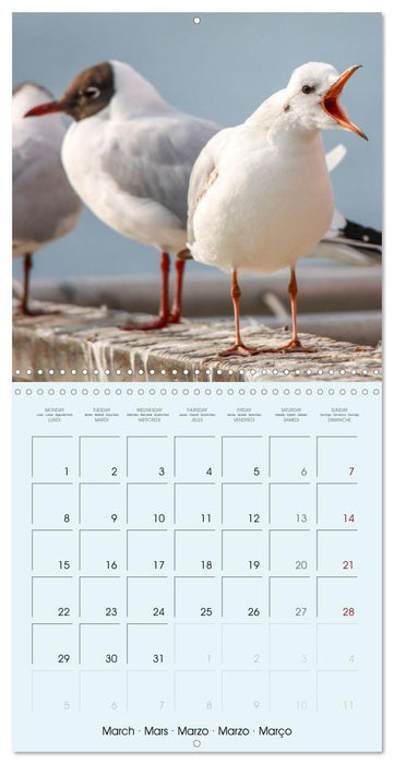 Les oiseaux du lac Léman (CALVENDO Calendrier mensuel 2027)