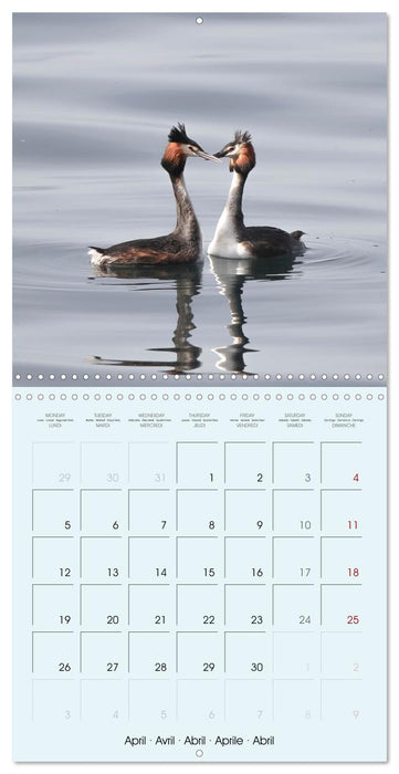 Les oiseaux du lac Léman (CALVENDO Calendrier mensuel 2027)