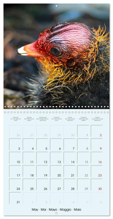 Les oiseaux du lac Léman (CALVENDO Calendrier mensuel 2027)