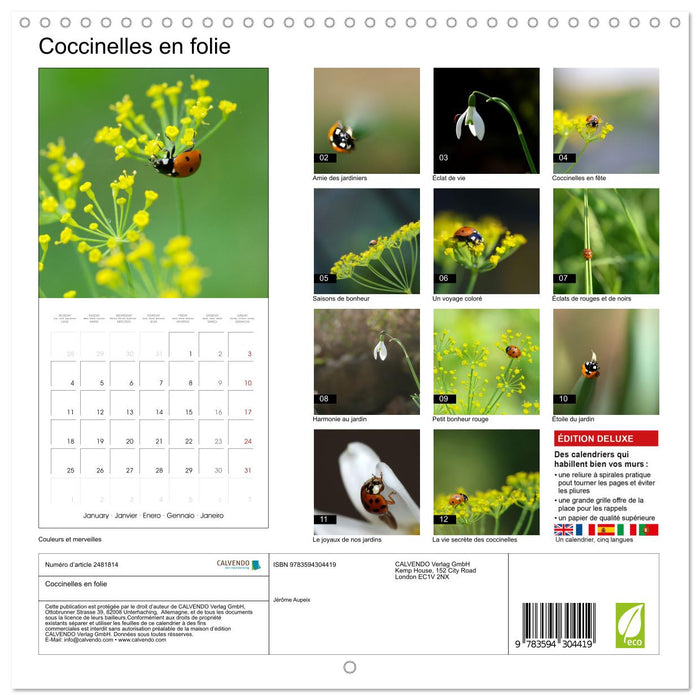 Coccinelles en folie (CALVENDO Calendrier mensuel 2027)