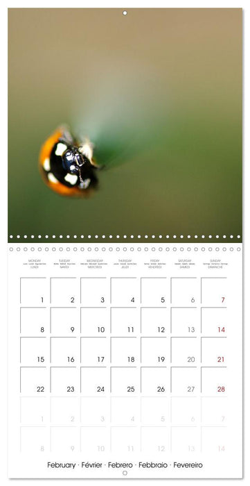 Coccinelles en folie (CALVENDO Calendrier mensuel 2027)