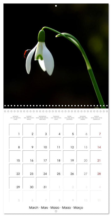 Coccinelles en folie (CALVENDO Calendrier mensuel 2027)
