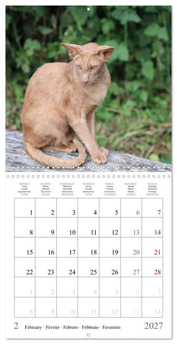 Félins au fil des mois (CALVENDO Calendrier mensuel 2027)