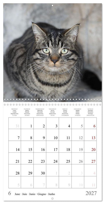Félins au fil des mois (CALVENDO Calendrier mensuel 2027)