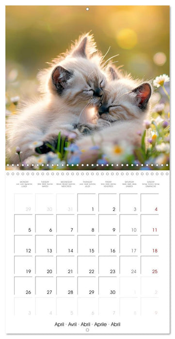 KITTEN Cuteness overload (CALVENDO Monthly Calendar 2027)