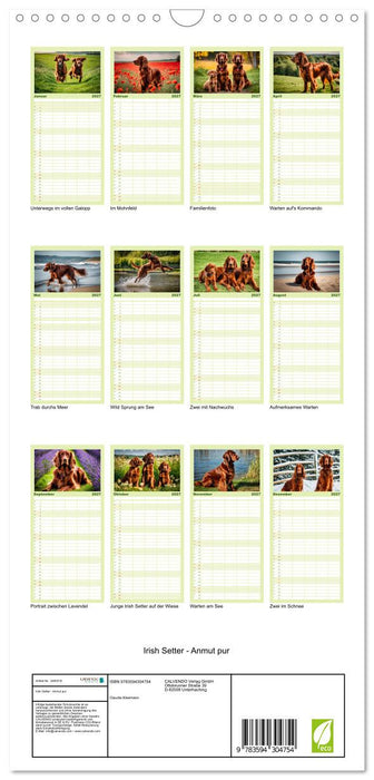 Irish Setter - Anmut pur (CALVENDO Familienplaner 2027)
