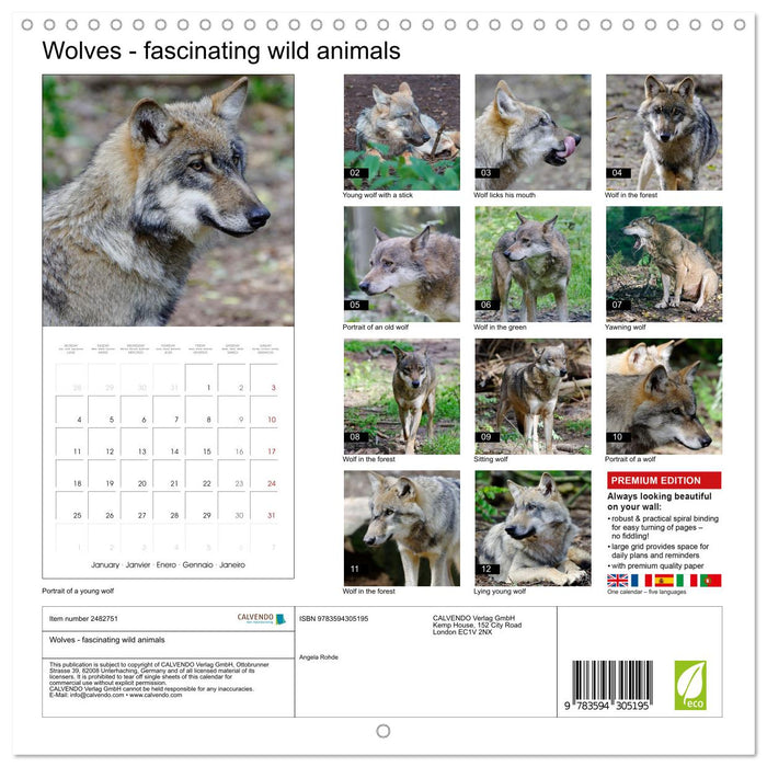 Wolves - fascinating wild animals (CALVENDO Monthly Calendar 2027)