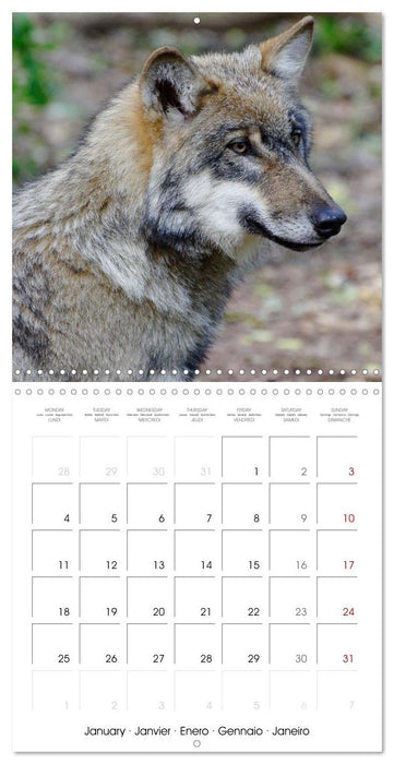 Wolves - fascinating wild animals (CALVENDO Monthly Calendar 2027)
