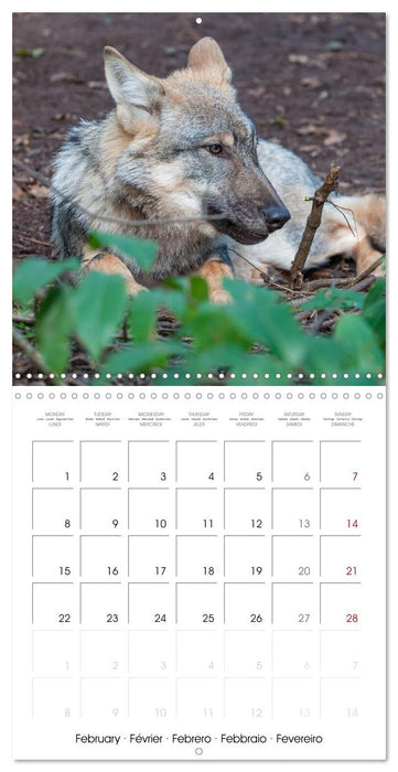 Wolves - fascinating wild animals (CALVENDO Monthly Calendar 2027)