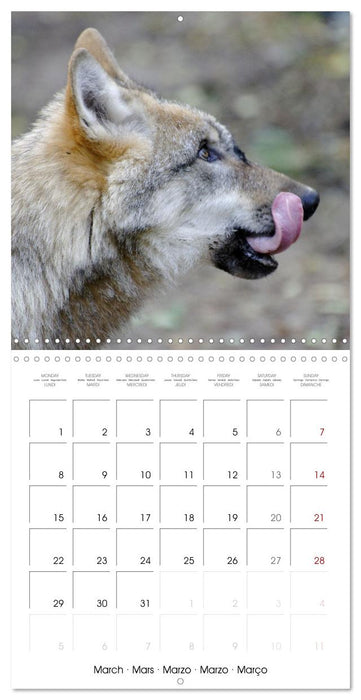 Wolves - fascinating wild animals (CALVENDO Monthly Calendar 2027)