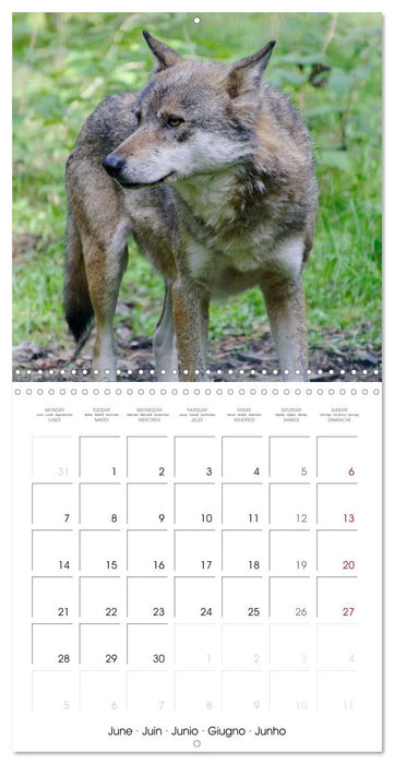 Wolves - fascinating wild animals (CALVENDO Monthly Calendar 2027)