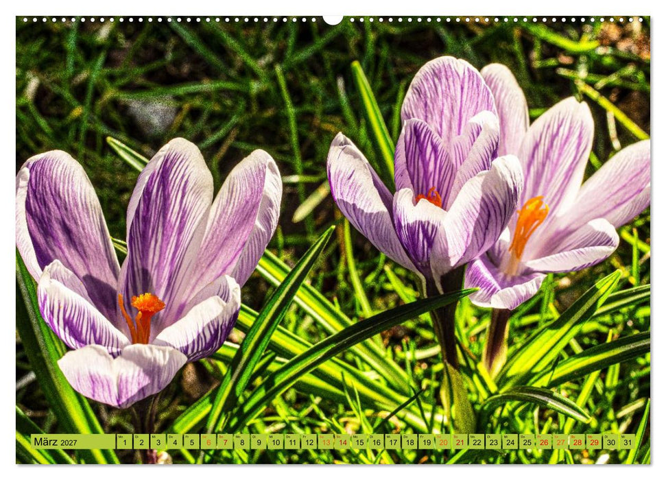 Farbe und Struktur in der Natur (CALVENDO Wandkalender 2027)