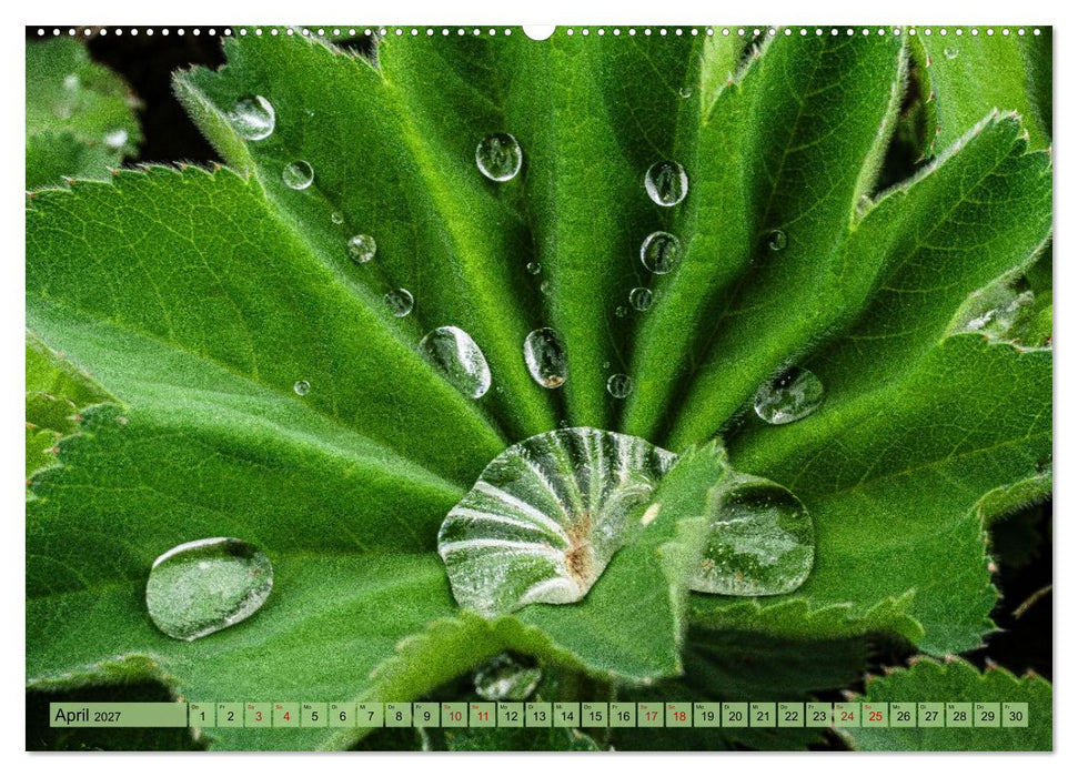 Farbe und Struktur in der Natur (CALVENDO Wandkalender 2027)
