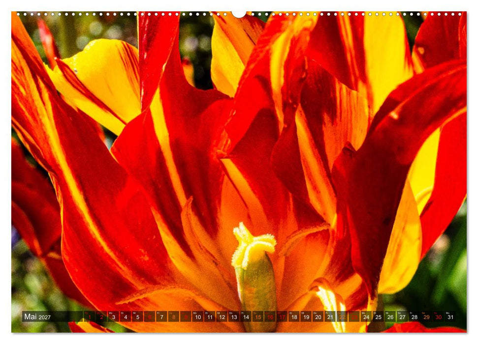 Farbe und Struktur in der Natur (CALVENDO Wandkalender 2027)