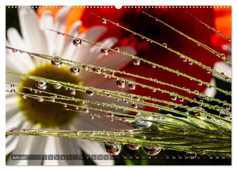 Farbe und Struktur in der Natur (CALVENDO Wandkalender 2027)
