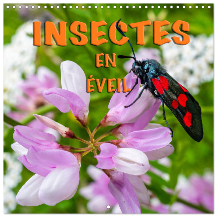 INSECTES EN EVEIL (CALVENDO Calendrier mensuel 2027)