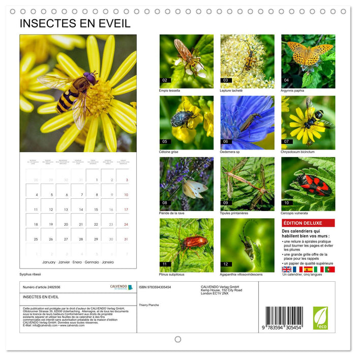 INSECTES EN EVEIL (CALVENDO Calendrier mensuel 2027)