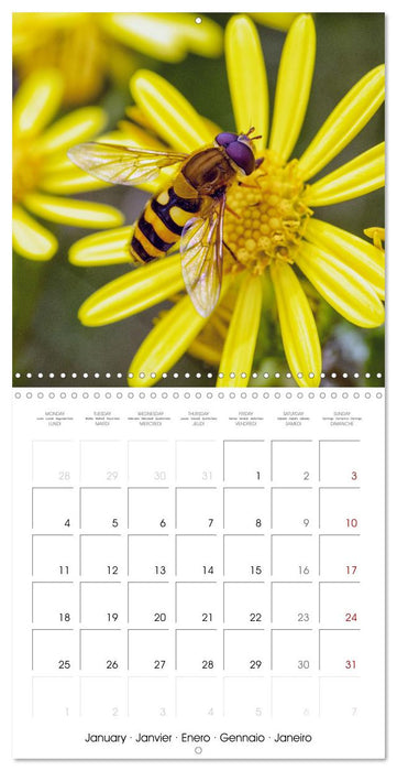 INSECTES EN EVEIL (CALVENDO Calendrier mensuel 2027)