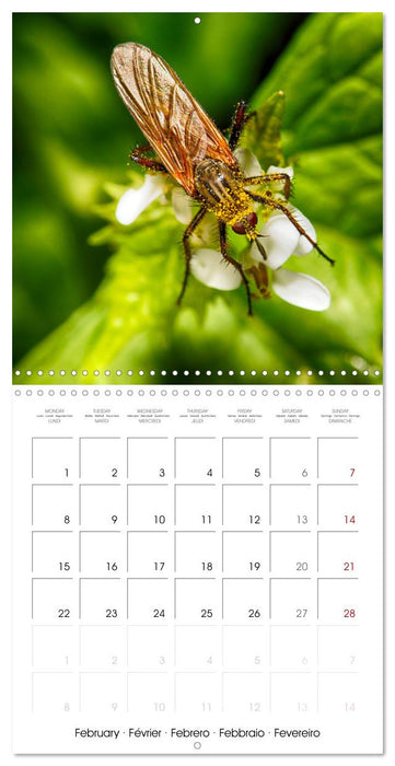 INSECTES EN EVEIL (CALVENDO Calendrier mensuel 2027)