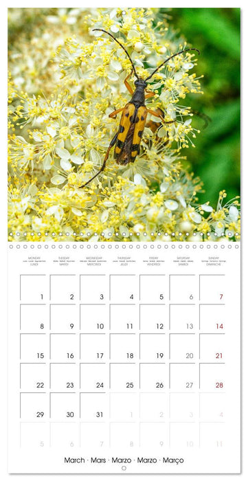 INSECTES EN EVEIL (CALVENDO Calendrier mensuel 2027)