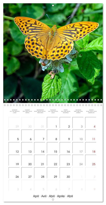 INSECTES EN EVEIL (CALVENDO Calendrier mensuel 2027)